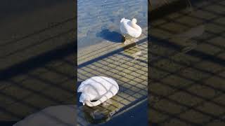 Swans paddle boarding in clear water [upl. by Geldens]