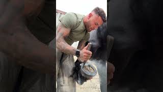 Shoeing the beautiful Friesian stallion hessel horse shorts fyp work equestrian happy [upl. by Antin]