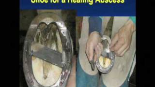 Corrective Shoeing for Horses amp Conclusion provided by eXtension [upl. by Loar]