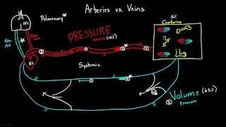 Arteries versus Veins [upl. by Llehcsreh]