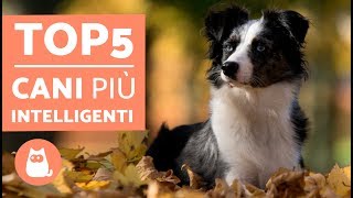 TOP 5 cani più INTELLIGENTI del mondo – Cani più intelligenti classifica [upl. by Ameehs]