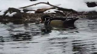 Elegant Wood Duck dabbling [upl. by Ellerrad249]