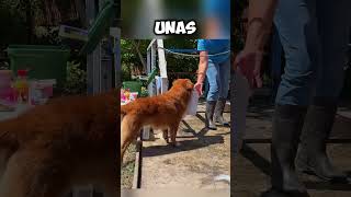 Así Es Como Esta Mujer Y Su Mascota Hacen Un Gran Trabajo En Equipo 🐾 youtubeshorts shortsvideo [upl. by Filberte]