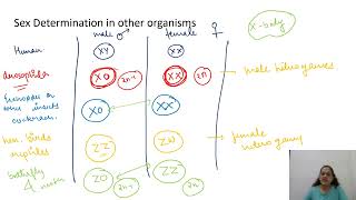 GATELife Sciences Zoology  Section3 Genetics Sex Determination and Sex Linked Characteristics [upl. by Gaal]