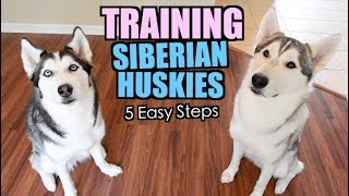 How To Train A Siberian Husky  5 Easy Steps [upl. by Baudoin952]