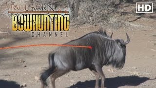 HUGE Wildebeest ARROWED on South African Safari Bow hunting Plains Game [upl. by Renado]