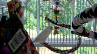 Awesome Budgie Parakeet Cage Setup [upl. by Nyrahtak412]