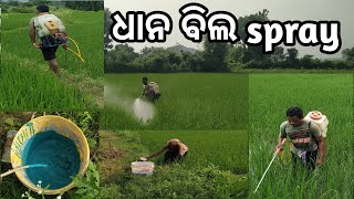 Spray in paddy crop  Dhan ki khet mein insecticides spray  How to spray on paddy crop  Odia vlog [upl. by Cahan9]