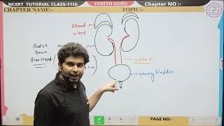 Human Kidney  Class 10  Topic3  Science NCERT  By Ashutosh Sir humankidney zenithguru [upl. by Nalra]