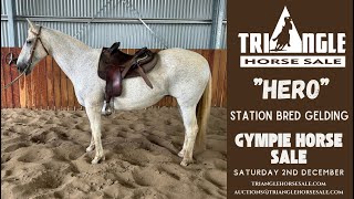 Gympie Horse Sale “Hero” [upl. by Enyamert205]