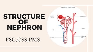 Nephron Structure Nephron class 12 Nephron diagram Nephron [upl. by Liman]