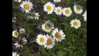 Plant portrait  Oxeye daisy Leucanthemum vulgare [upl. by Anelis]