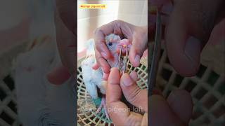 pigeon pox treatment 💯🕊️ viral viralvideo viralshorts youtubeshorts birds edit [upl. by Trebmal166]