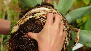 Agave americana  Propagation by dividing [upl. by Eimor]