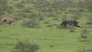 Galgos y Liebres 2023 [upl. by Arbe]