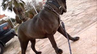 The Neapolitan Mastiff Italian Mastino [upl. by Sirromal]