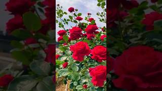 Red Roses 🌹shortshortvideo roseflowers shorts [upl. by Neal285]