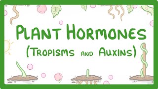 Plant Hormones  Tropisms amp Auxins 52 [upl. by Corell]