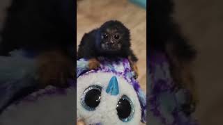 Cute Marmoset Monkey [upl. by Amrac]