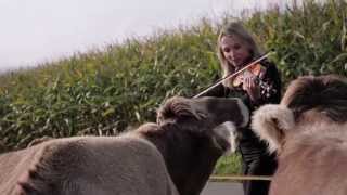 Cows love classical music [upl. by Enawd]