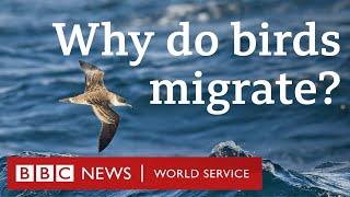 How birds travel thousands of miles every year  CrowdScience BBC World Service Podcast [upl. by Guimar]