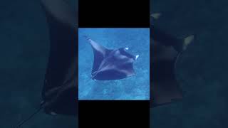 Huge Manta Ray Filter Feeding on Zooplankton  Maldives [upl. by Eve]