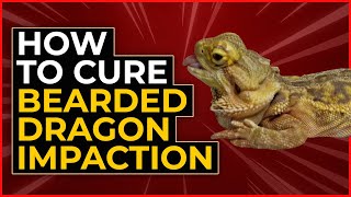 How To Cure Bearded Dragon Impaction Plus Prevention Advice [upl. by Arabrab886]