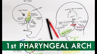 First Pharyngeal Arch and its derivatives  Embryology Tutorial [upl. by Benco]