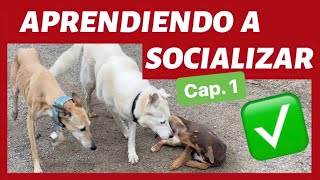 ¿Cómo SOCIALIZAR a mi PERRO ✅  ¡TRUCO INFALIBLE 😮 1º Parte [upl. by Breger403]