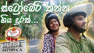 Strawberry Farm in Nuwaraeliya  Pattipola Station  පට්ටිපොලට යන පාර මෙච්චර ලස්සනද  travel vlog 5 [upl. by Jacquet]