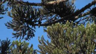 Azure Jay  Gralhaazul Cyanocorax caeruleus in Araucaria forest [upl. by Selohcin]