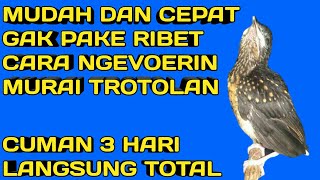 cara melatih murai trotol makan voer kering total [upl. by Adnelg]