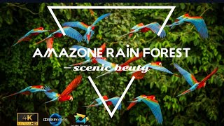 amazone rain forest dolby atmos® 1080i  60fps [upl. by Yor710]