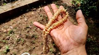 Mimusops elengi  bokul flower  Spanish cherry flower mala making [upl. by Niriam886]