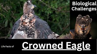 Crowned Eagle [upl. by Jemma]