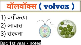 Volvox in hindi  volvox ka diagram classification  वॉलवॉक्स  एल्गी  Bsc 1st year botany [upl. by Amsirak]