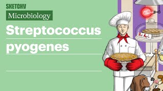 Streptococcus pyogenes Infection Fundamentals  USMLE Step 1  Sketchy Medical [upl. by Ihana]