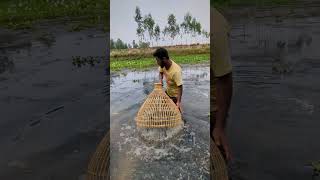 Unbelievable Catch Huge Fish with Cast Net in Village Pond [upl. by Muire]