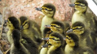 Ducklings Hatched May 15 amp 16 2017 [upl. by Akina451]