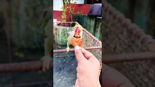 Ay mitho love little hearts❤️ shortvideo shorts youtubeshorts parrots [upl. by Hammad858]