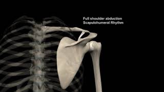 Scapulohumeral Rhythm Shoulder Abduction with Muscular Analysis [upl. by Morette39]