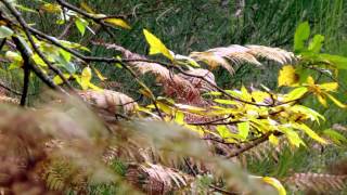 I COLORI DELLAUTUNNO IN UMBRIA  Couleurs de lautomne en Ombrie  Autumn landscapes Dream  HD [upl. by Laram]