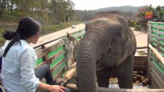 Lucky the Blind Circus Elephant Rescue  ElephantNews [upl. by Crandale974]