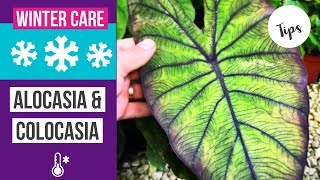 How to care for Colocasia amp Alocasia in winter  winterization [upl. by Houlberg83]