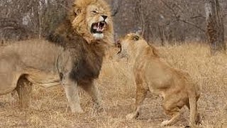 Brutal fight How male lion attack female lion will shock you [upl. by Hanschen]