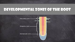 Developmental Zones of the Root  Plant Biology [upl. by Dittman]