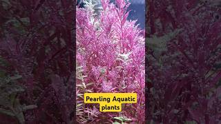 Pearling aquatic plantsshorts shortvideo shortsfeed pearling aquaticplants aquarium [upl. by Rett]