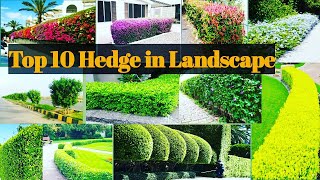 Top 10 Hedge used in Landscaping in IndiaHedge Plants For LandscapeBest Plants for Landscape [upl. by Afesoj]