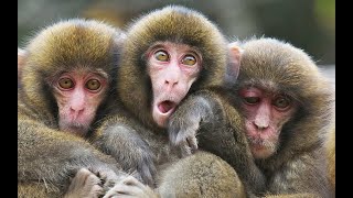 macaque sounds  Learn with the image and Sounds for Children [upl. by Chatterjee61]