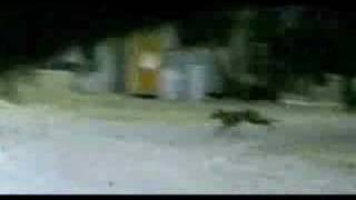 Supossed tasmanian tiger thylacine filmed in 1973 [upl. by Alvan474]